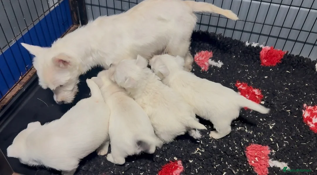 West Highland Terrier dogs for sale: West Highland Terrier Pups Pure Pedigree - Advert 2