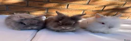 Lionhead rabbits for sale: 🐰 Full Double Main Lionhead Bunnies 🐰  - Advert 7