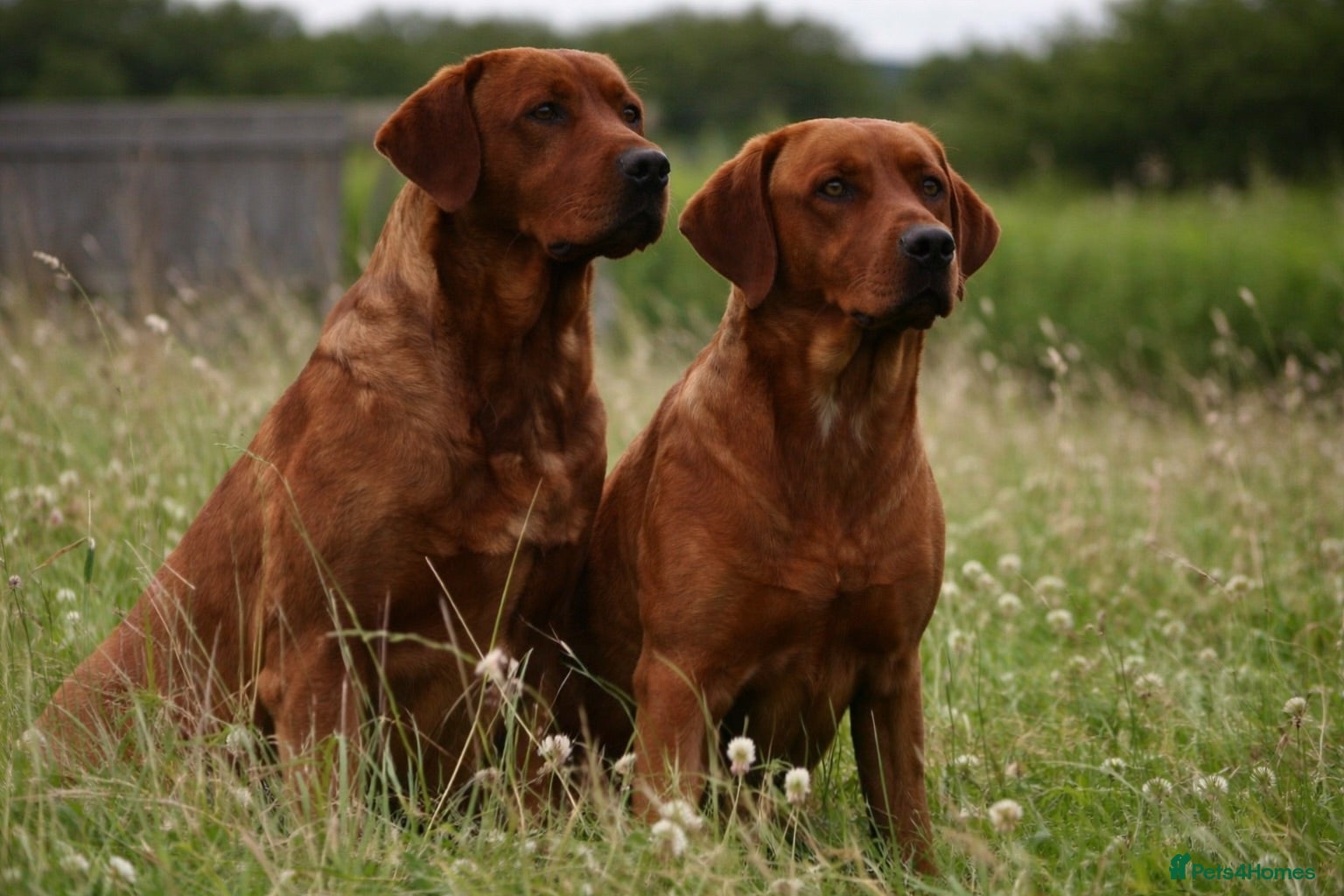Labrador Retriever dogs Extensively health tested litter  - Advert 1