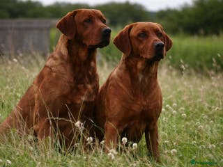 Labrador Retriever dogs Extensively health tested litter - Advert 1