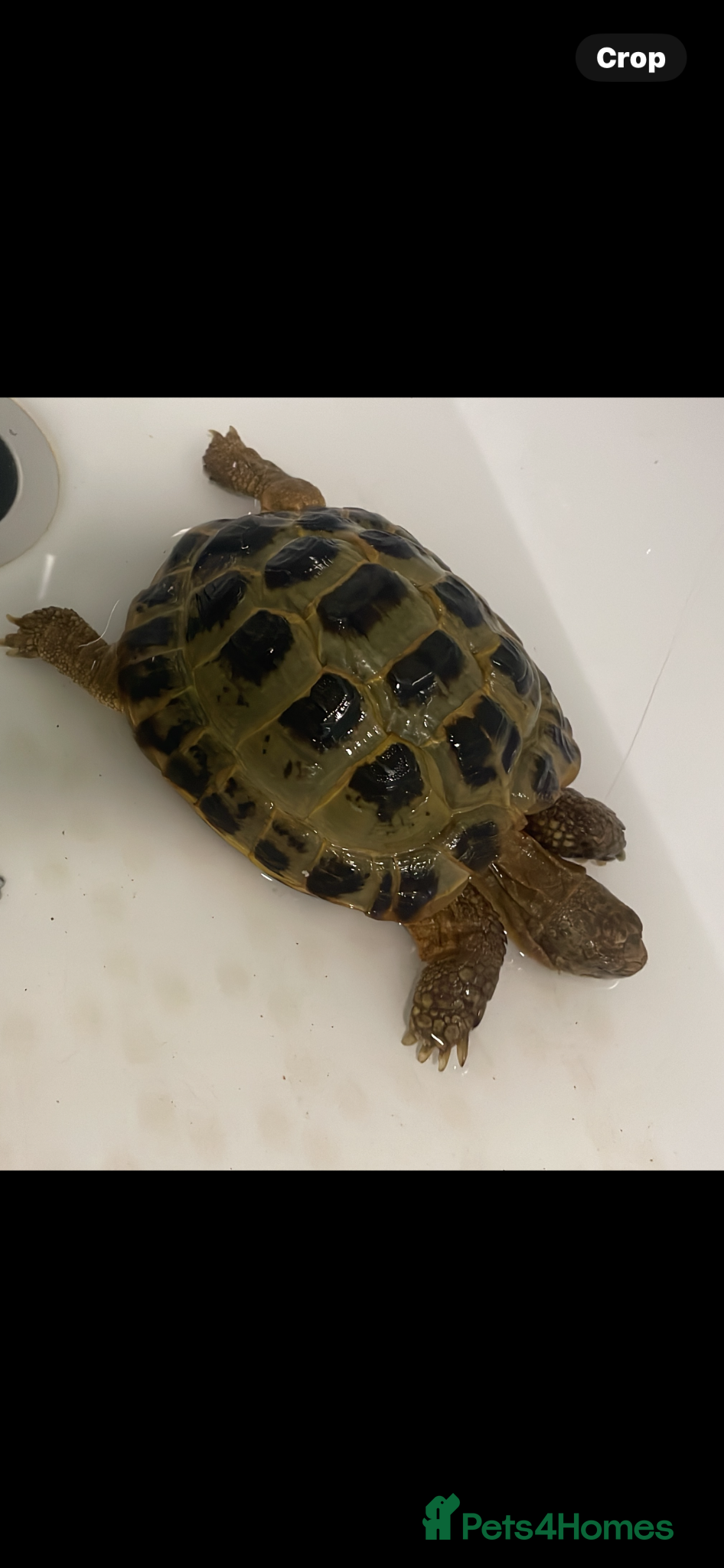 Tortoise reptiles 14 year old male tortoise for sale  - Advert 1