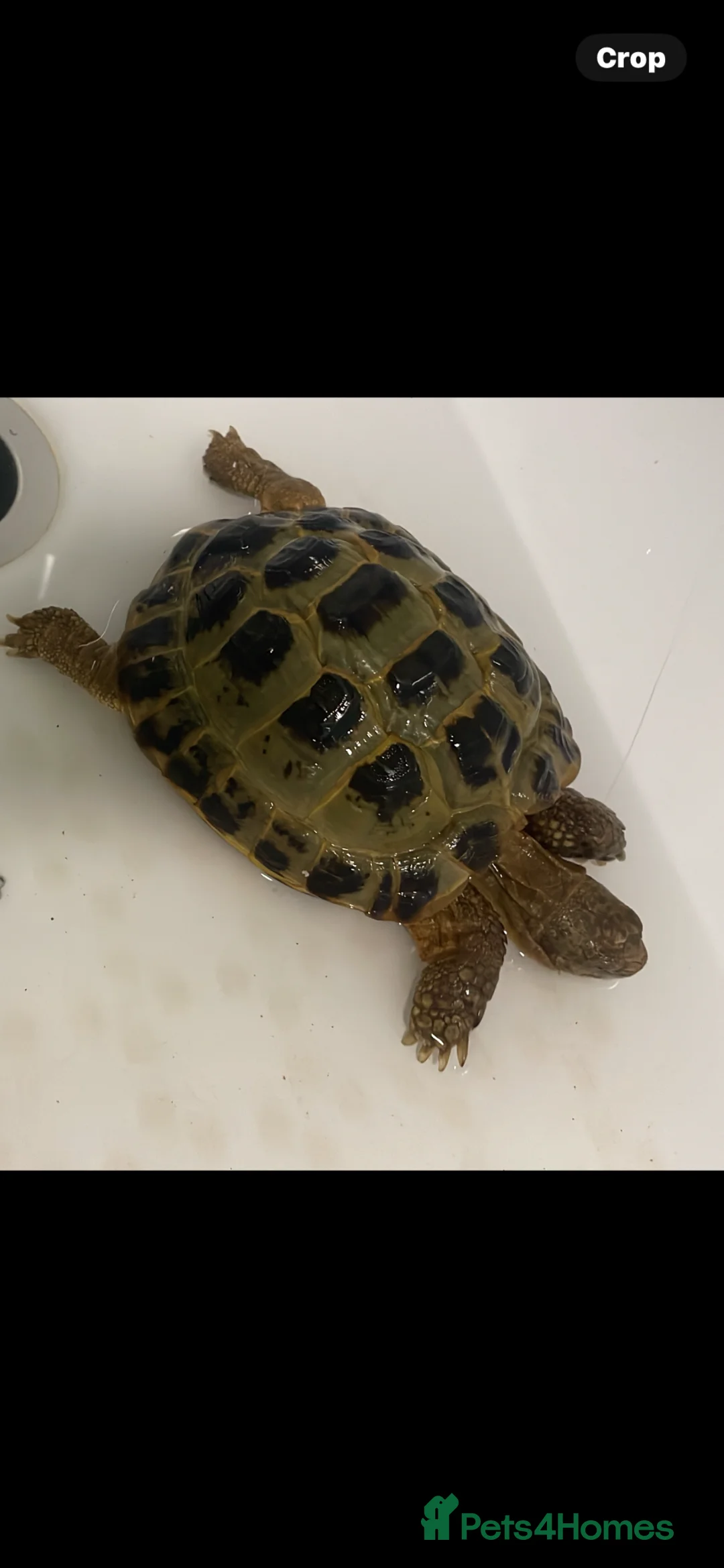 Tortoise reptiles for sale: 14 year old male tortoise for sale  - Advert 1