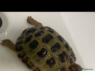 Tortoise reptiles 14 year old male tortoise for sale - Advert 1