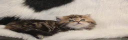 Scottish Fold cats for sale: Eight wee wonders seek mum/dad - Advert 16