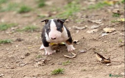 English Bull Terrier dogs for sale: English bull terrier puppy’s  - Image 11