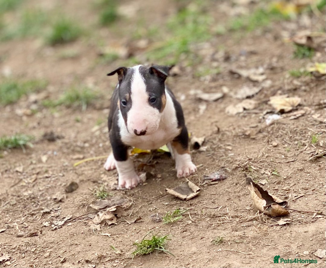 English Bull Terrier dogs for sale: English bull terrier puppy’s  - Image 11