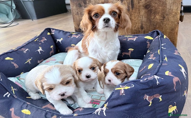 Cavalier King Charles Spaniel dogs - Advert 6