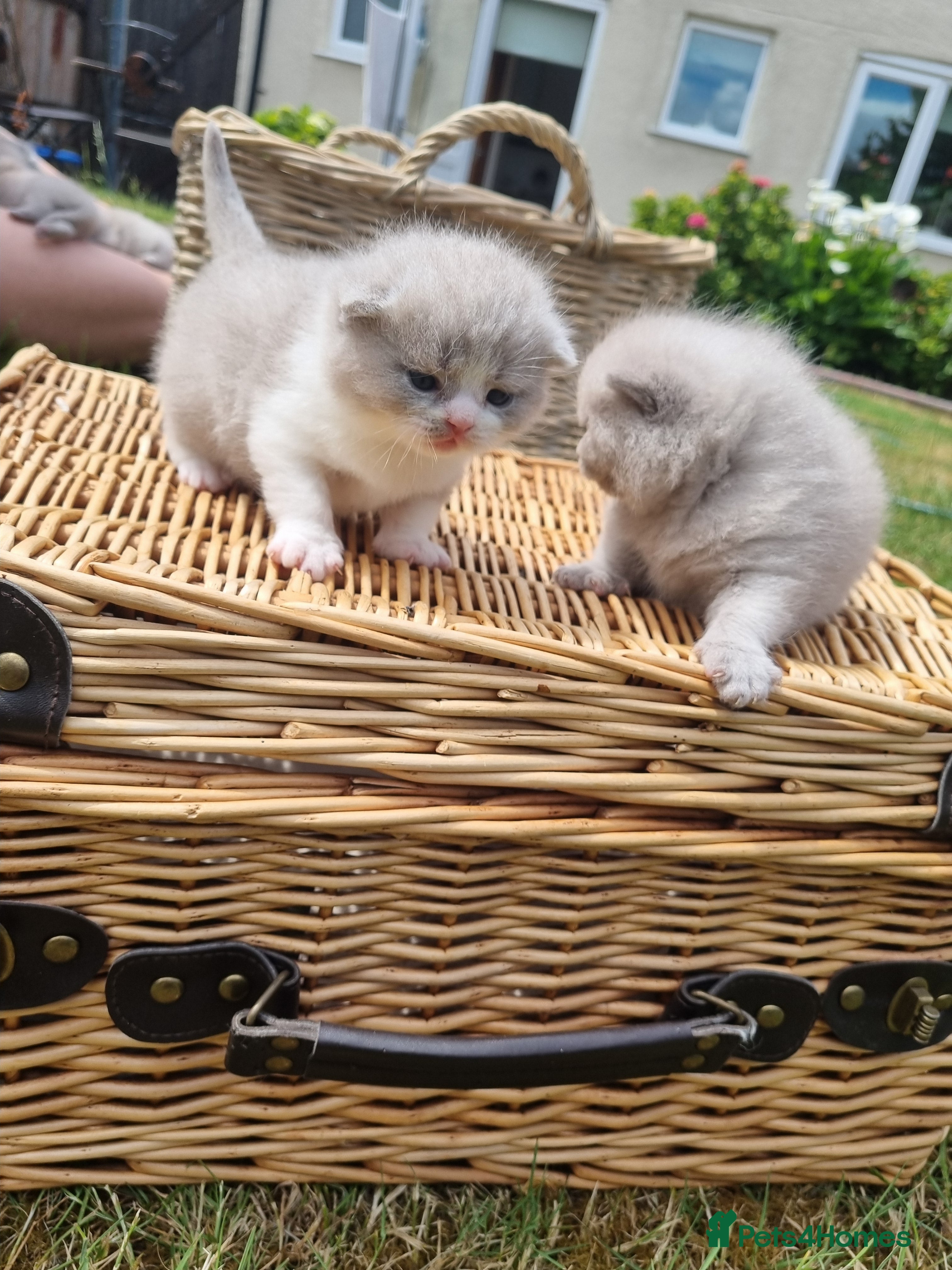 Scottish Fold cats for sale: 6 Scottish fold kittens  in Grays - Advert 11