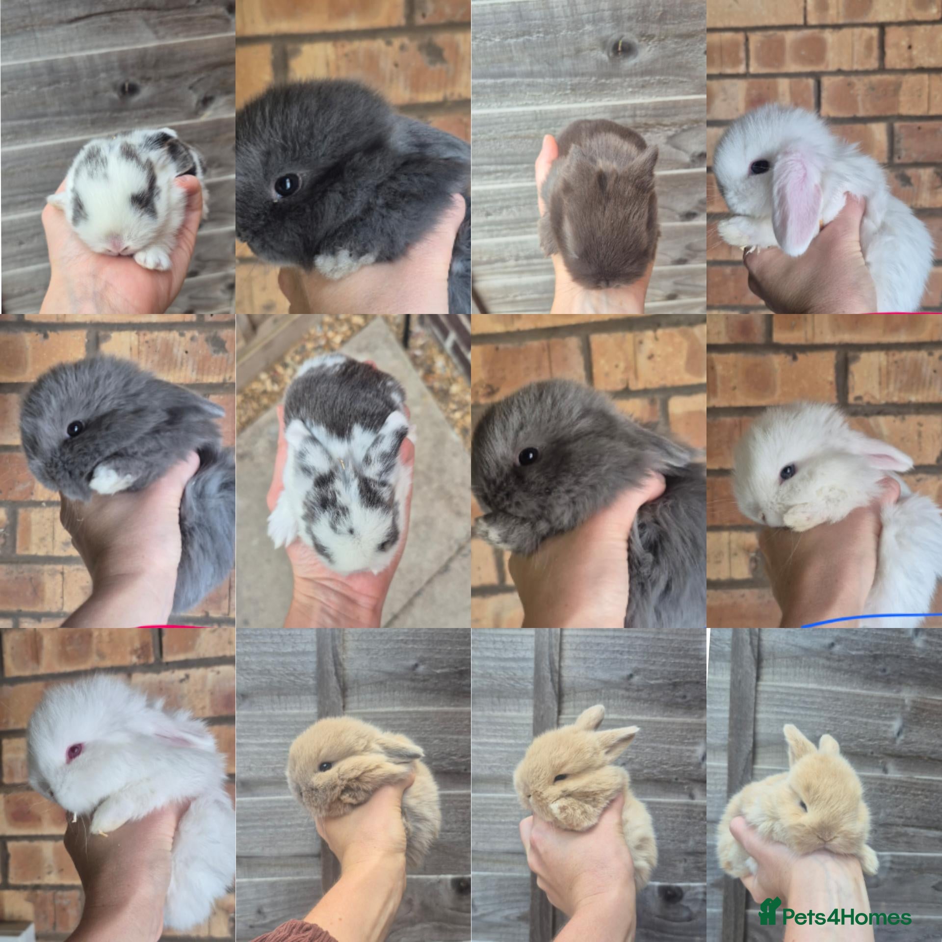Mini Lop rabbits Gorgeous Mini Lop bunnies available - Advert 12