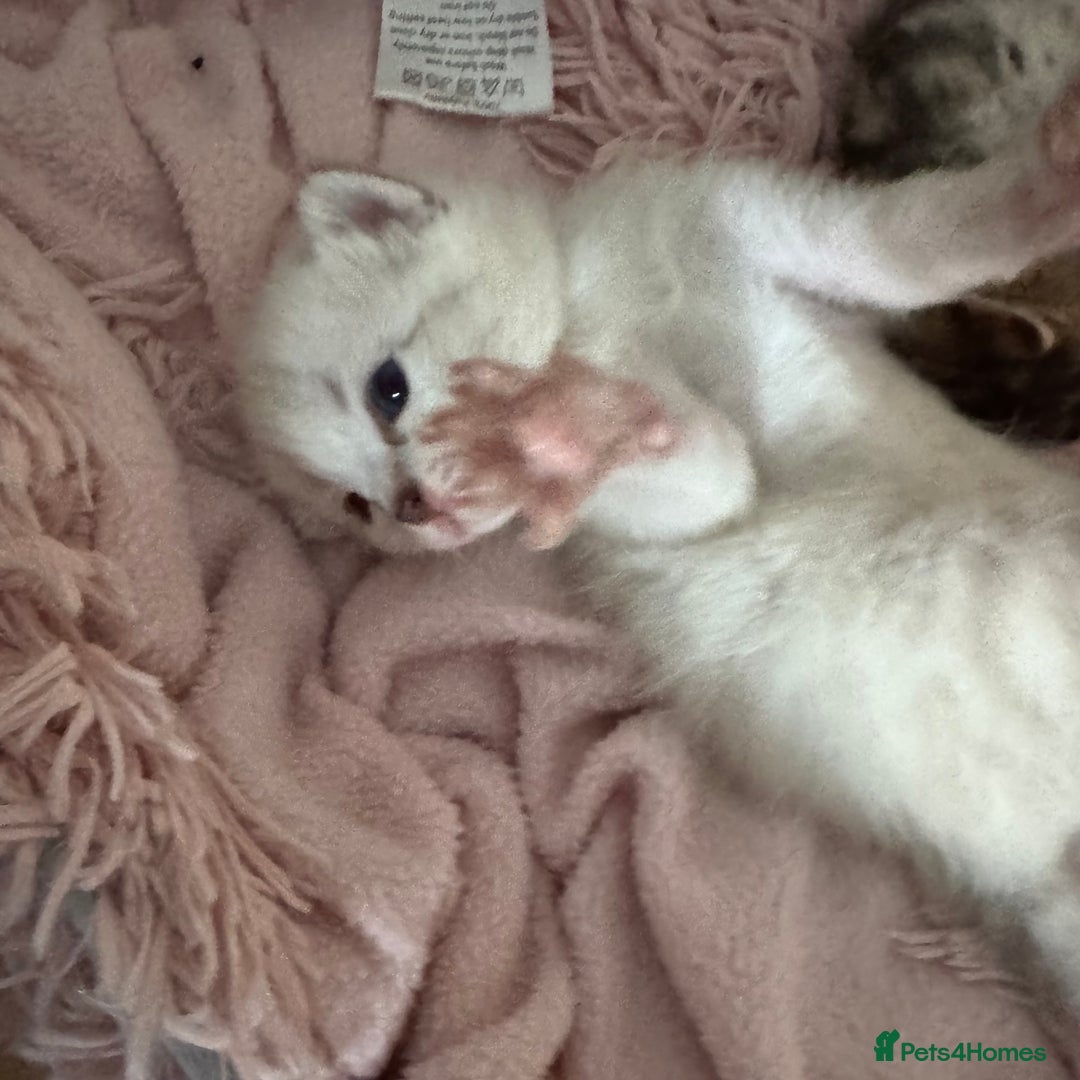 Bengal cats for sale: Beautiful Bengal Kittens - only GIRL available  - Advert 21