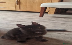 Maine Coon cats for sale: 🌟Ready now🌟 3 large Maine coons active available - Image 34