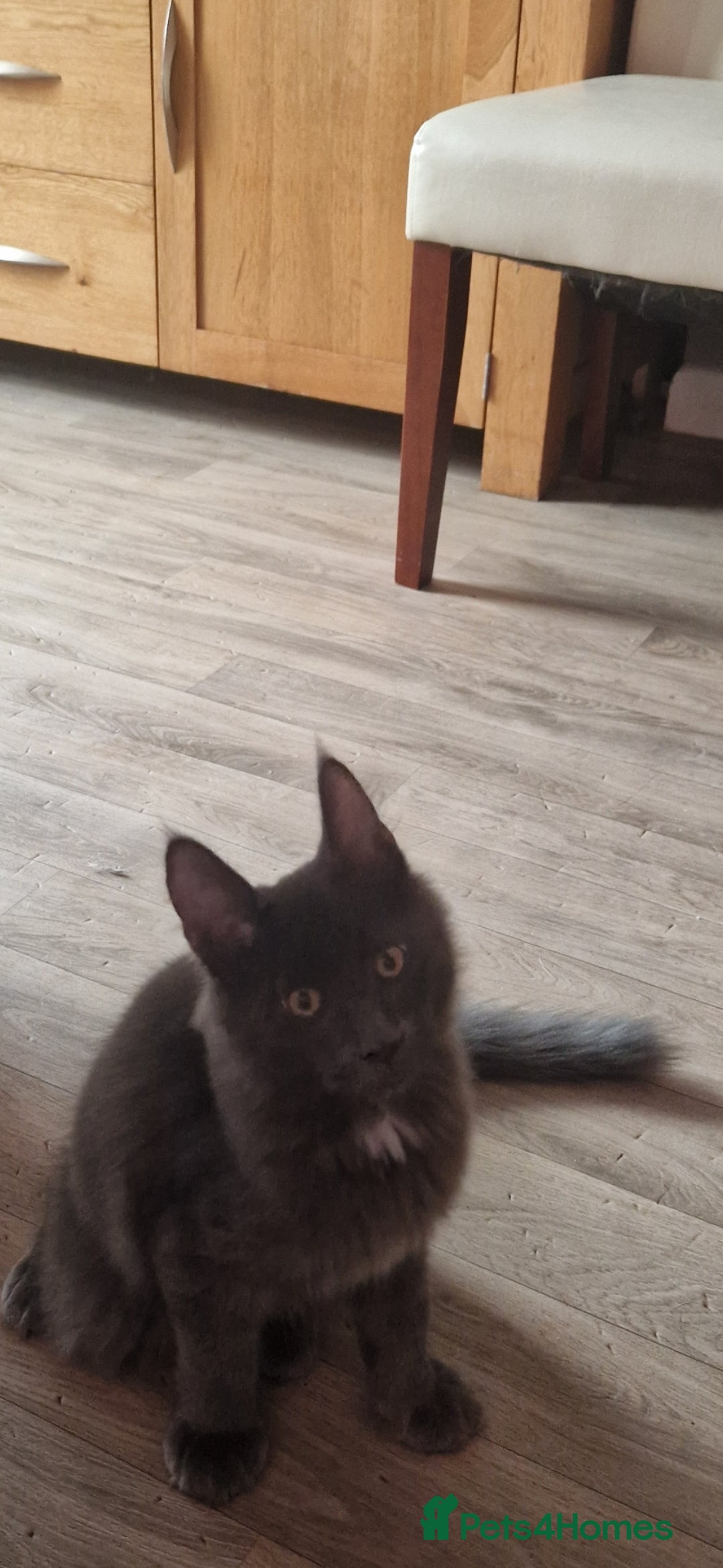 Maine Coon cats for sale: 🌟Ready now🌟 3 large Maine coons active available - Image 34