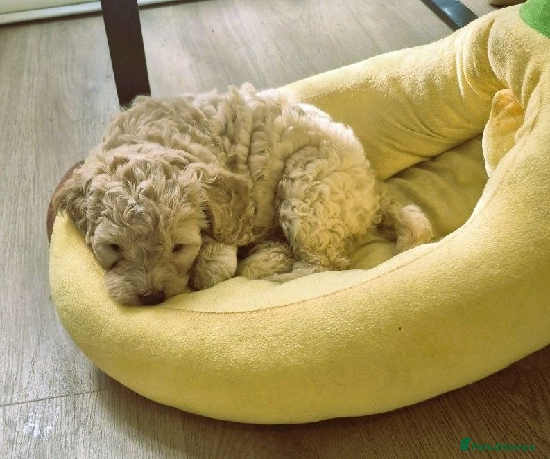 Cockapoo dogs F1 Remaining beautiful cockapoos - Ready to leave  - Advert 2