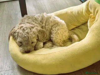 Cockapoo dogs F1 Remaining beautiful cockapoos - Ready to leave - Advert 2