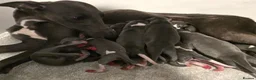 Whippet dogs for sale: 🐾Beautiful Whippet Puppies🐾 - Advert 12