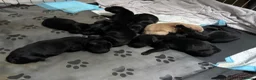 Flat coated Retriever dogs for sale: Flat coat retriever puppies for sale in Brighton - Advert 6