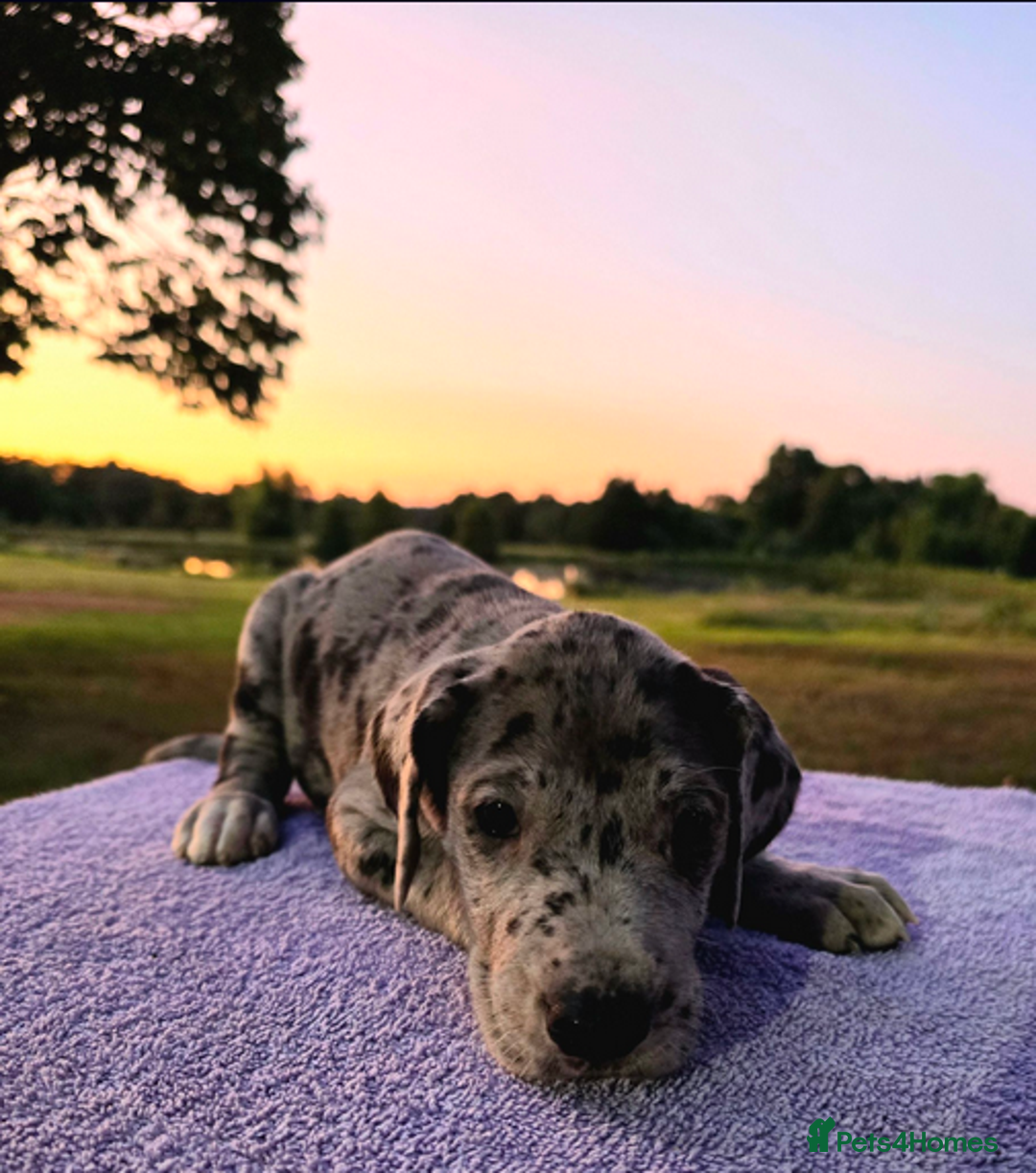 Great Dane dogs for sale:  Beautiful Great Dane Pups-Ready for Forever Homes - Image 2