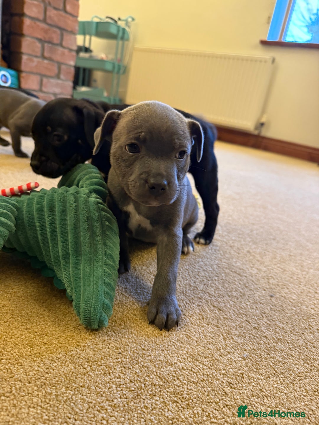 Staffordshire Bull Terrier dogs for sale: Health Tested Clear Staffordshire Bull Terrier's - Advert 13