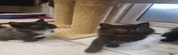 Mixed Breed cats for sale: Kittens   - Advert 18