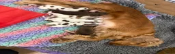 Cocker Spaniel dogs for sale: 🐾 SHOW COCKER SPANIEL PUPPIES FORSALE 🐾  - Advert 21