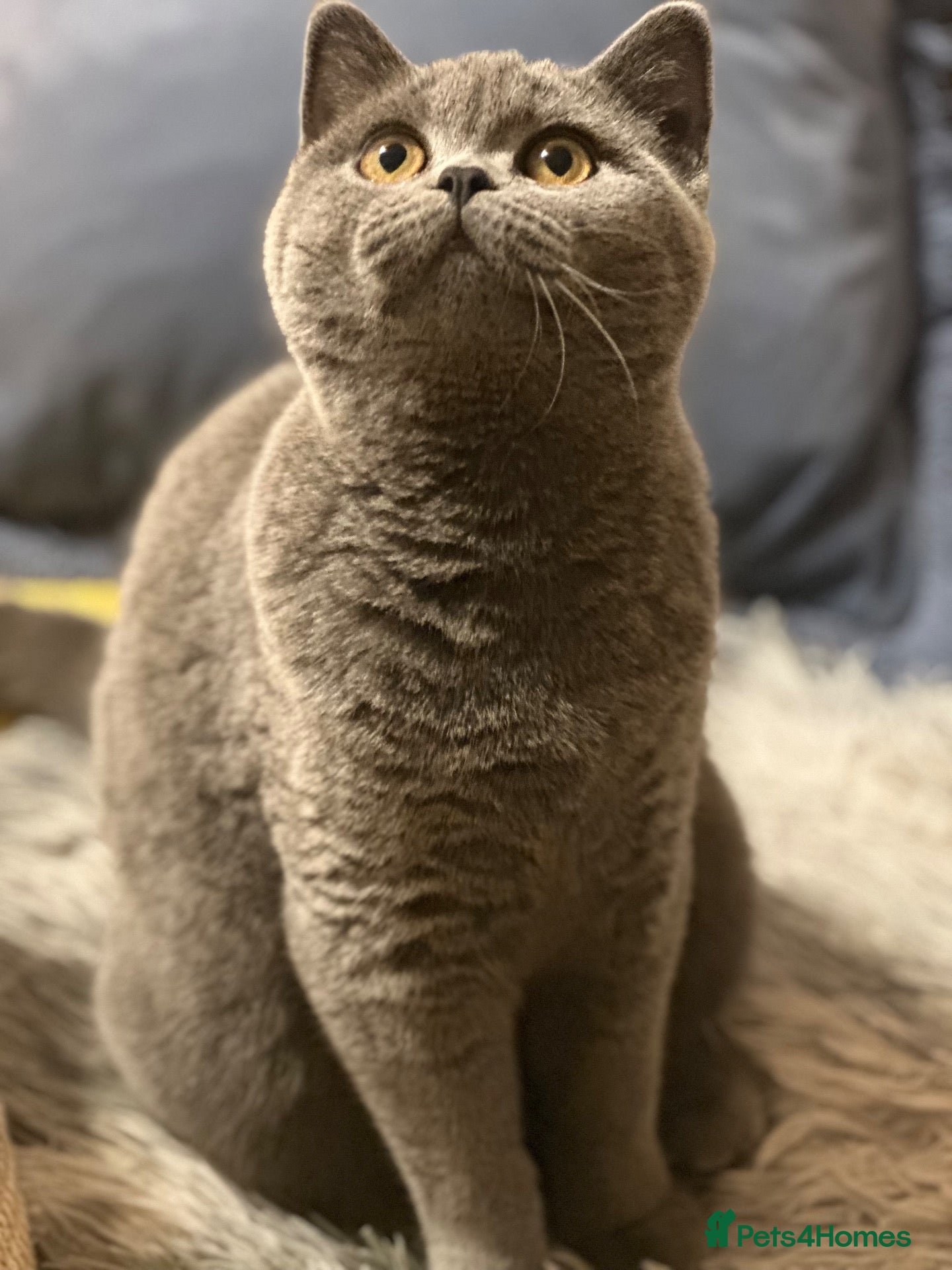 British Shorthair cats British shorthair kittens  - Advert 3