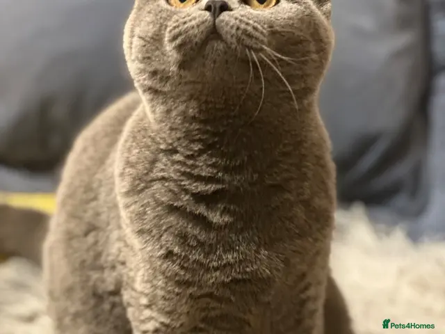 British Shorthair cats British shorthair kittens - Advert 15