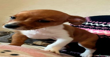 Mixed Breed dogs - Advert 12