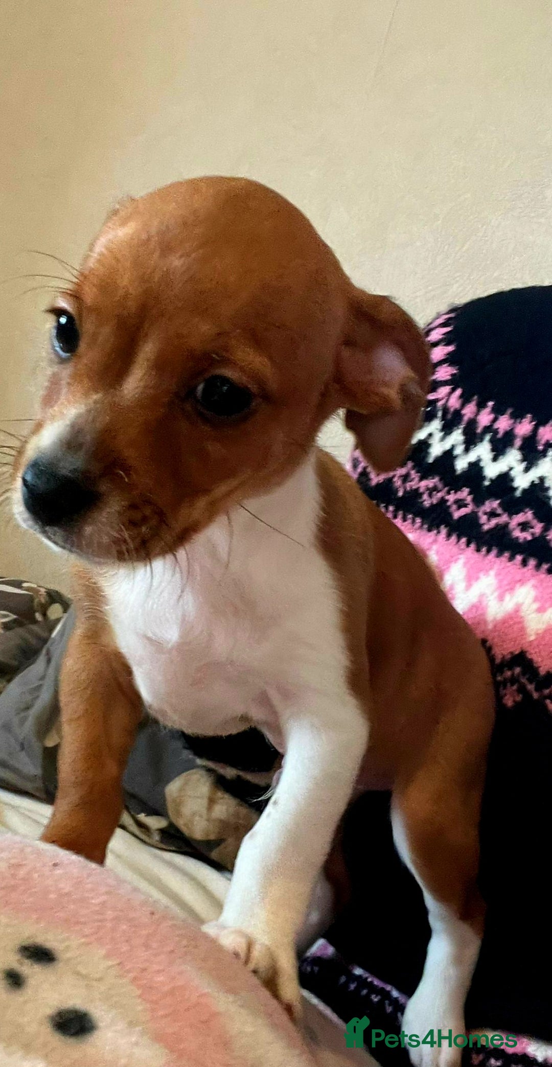 Mixed Breed dogs for sale: 3/4 jack Russell  1/4 chihuahua  - Image 2