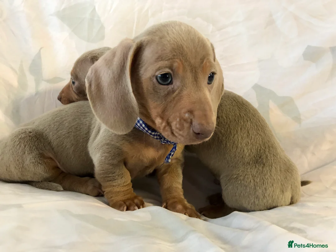Miniature Dachshund dogs for sale: Miniature beautiful Isabella Girl 🩶🐾 - Advert 12