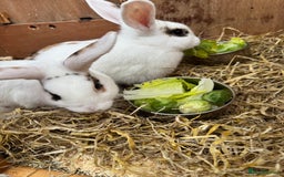Mini Lop rabbits for sale: 2 x mini lop female rabbits for sale £60 - Image 2