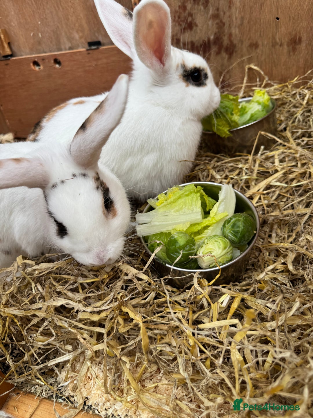 Mini Lop rabbits for sale: 2 x mini lop female rabbits for sale £60 - Image 2