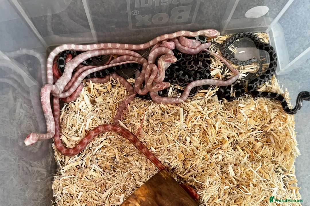 Corn Snake reptiles for sale: Baby Corn Snakes of various colours. in Hastings - Advert 1