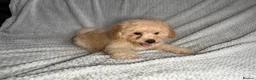 Cavapoochon dogs for sale: READY TO LEAVE NOW!! Miniature cavapoochons - Advert 3