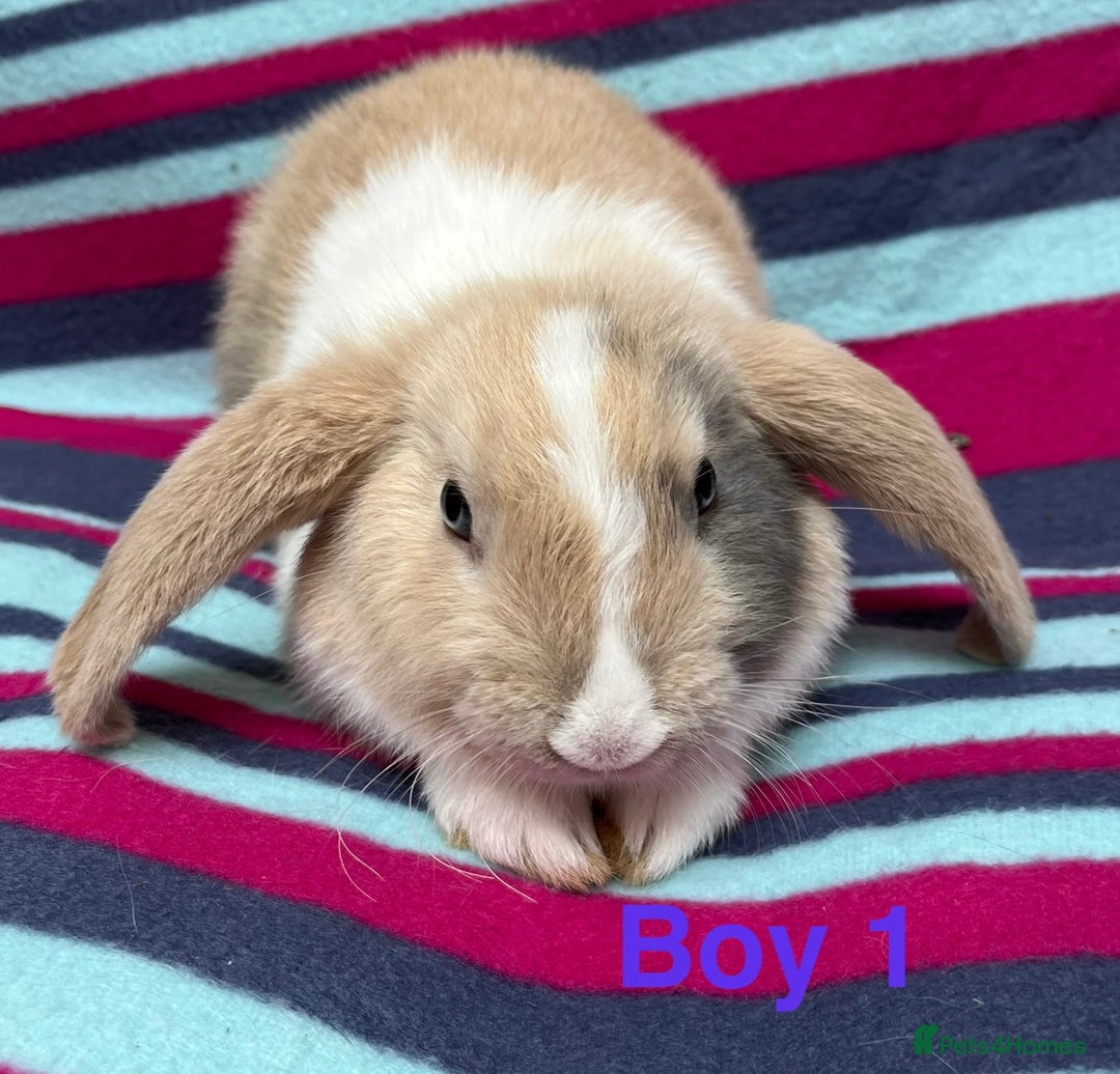 Mini Lop rabbits for sale: Adorable Baby mini loops  - Image 5