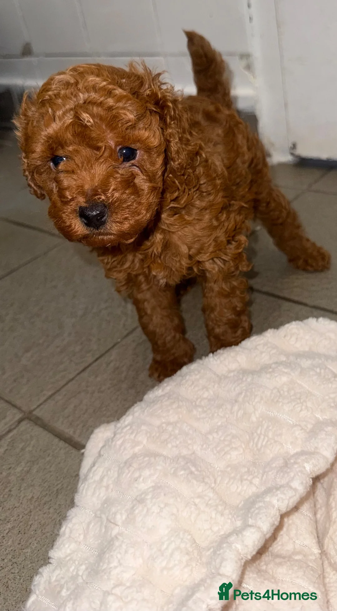 Toy Poodle dogs for sale: A wonderful handsome little boy toy poodle  in Pontypool - Advert 2