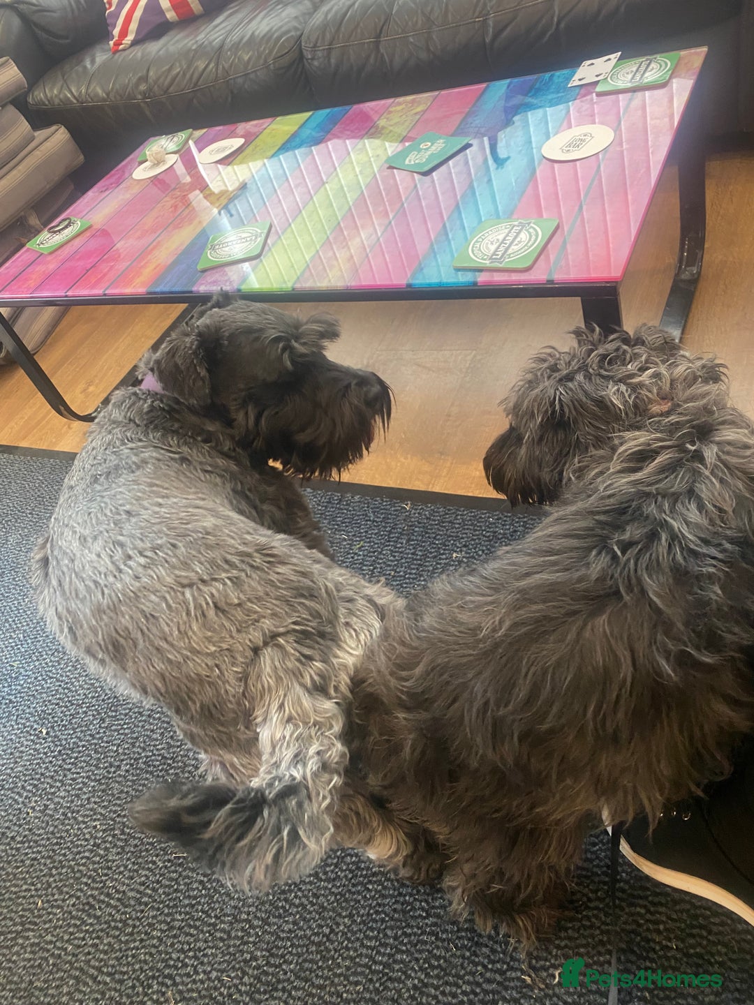Miniature Schnauzer dogs for sale: Mini Schnauzer Boy - Image 7