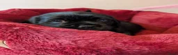 Mixed Breed dogs for sale: Pug x Lab x Jack Russell Puppies in Leicester - Advert 12