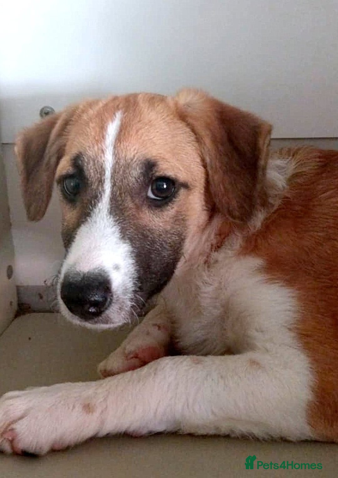 Mixed Breed dogs for adoption: 🐾 Rosie – the gentle girl everyone overlooks ❤️ - Advert 2