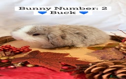 Mini Lop rabbits for sale: Gorgeous Pure Bred Mini Lops 💛 | RESERVE NOW 🐰 - Image 5