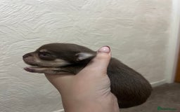 Chihuahua dogs for sale: Chocolate & tan female - Image 7