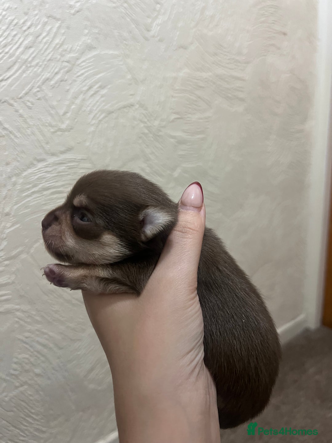 Chihuahua dogs for sale: Chocolate & tan female - Image 7