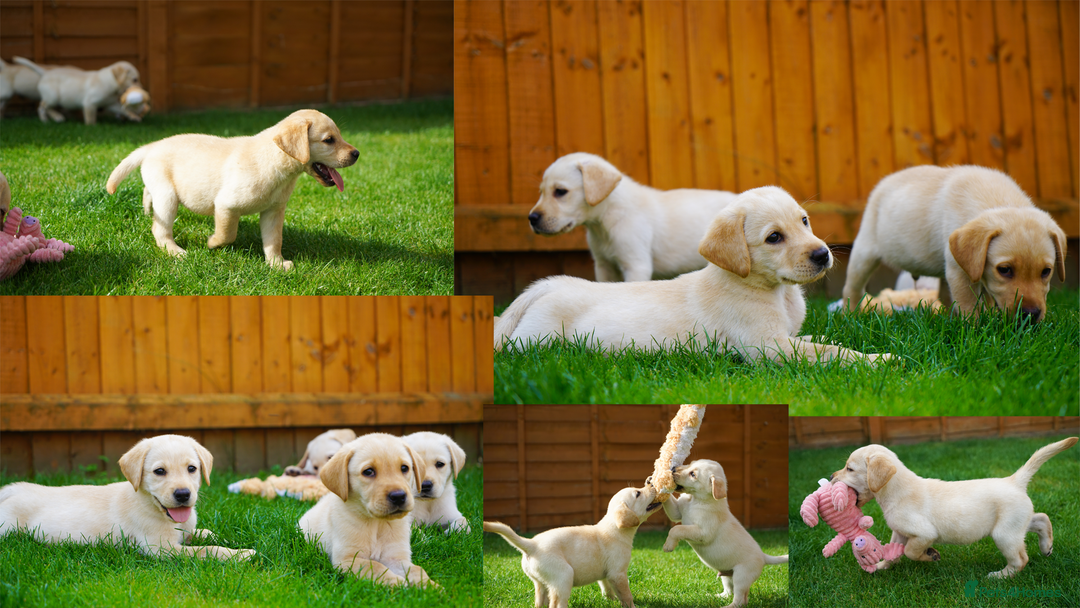 Labrador Retriever dogs for sale: Exceptional Health Tested KC Labrador Puppies - Image 6