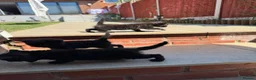 Mixed Breed cats for sale: Mixed British shorthair kittens grey and black - Advert 7