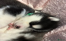 Pomsky dogs for sale: F4 beautiful puppy pomskie blue eyes - Image 19