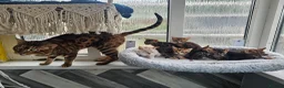 Bengal cats for sale: Stunning Bengal Kittens - Advert 7