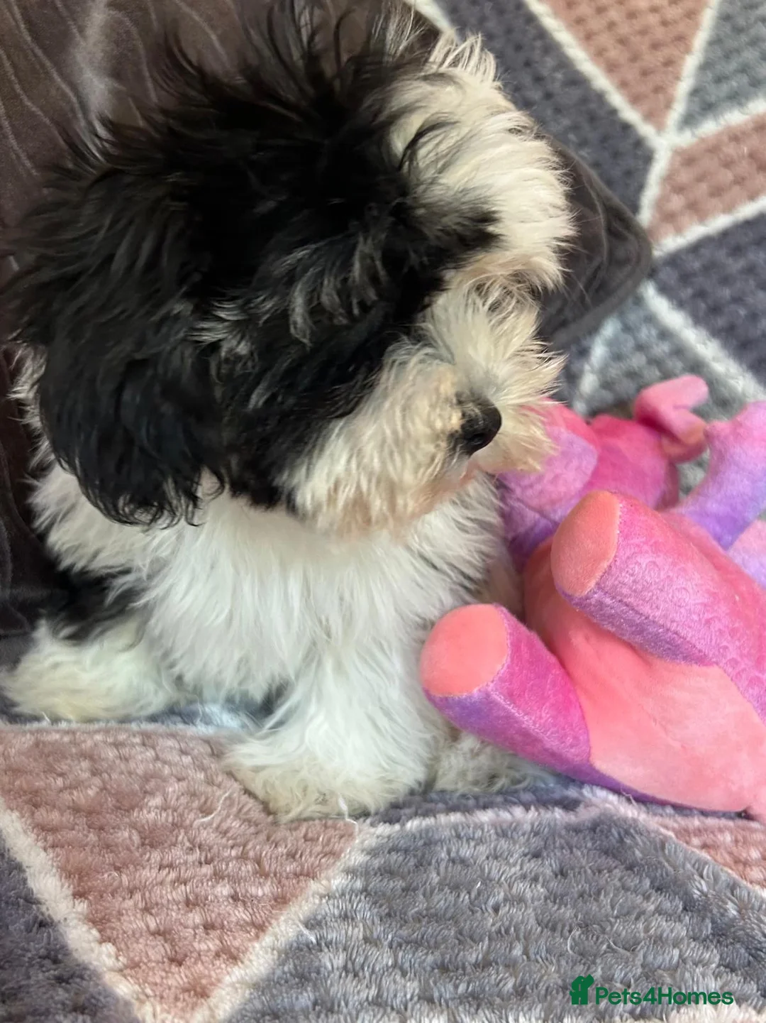 Malshi dogs for sale: shihtzu x maltese puppies for sale  - Advert 2
