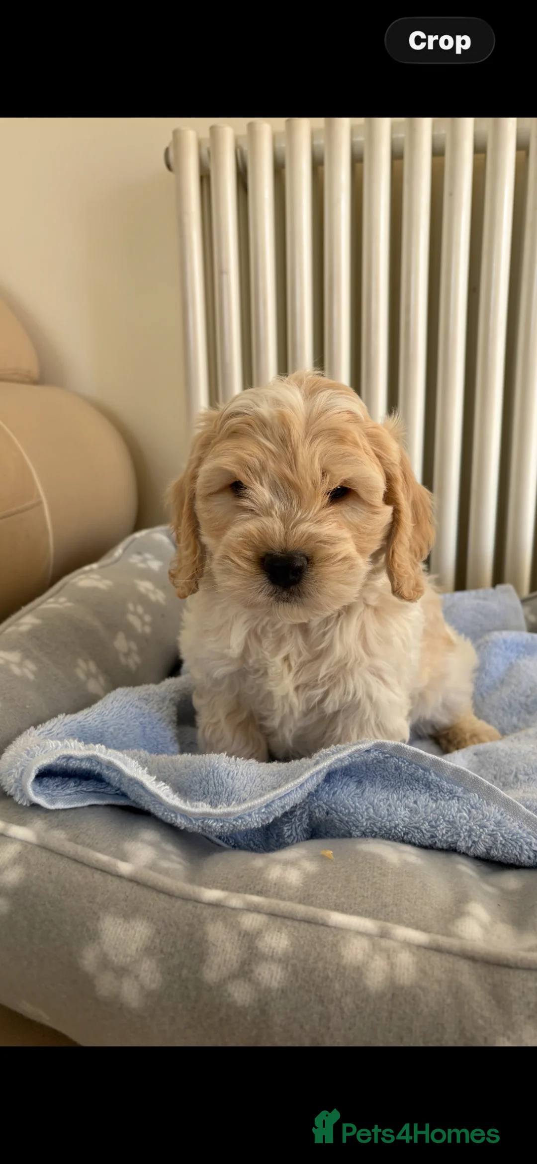 Cockapoo dogs for sale: Cockapoo puppies for sale  - Advert 2