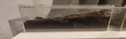 Tarantulas invertebrates for sale: Golden knee tarantula  - Advert 2