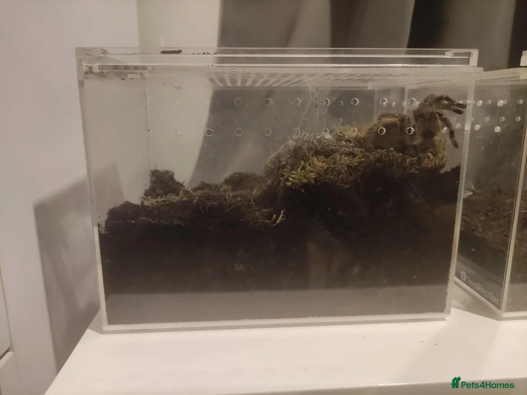 Tarantulas invertebrates for sale: Golden knee tarantula  - Advert 2