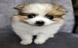 Pomeranian dogs for sale: 🌟Sweet Pomeranian Puppy Ready for a Loving Home🌟 - Image 7